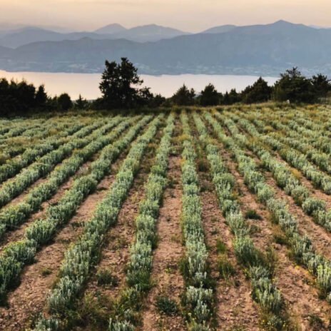 ANiMA Βιολογικό Τσάι Βουνού 20 g - Image 5