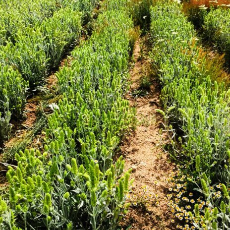 ANiMA Βιολογικό Τσάι Βουνού 20 g - Image 4